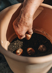 How to: Plant a Bulb Lasagne