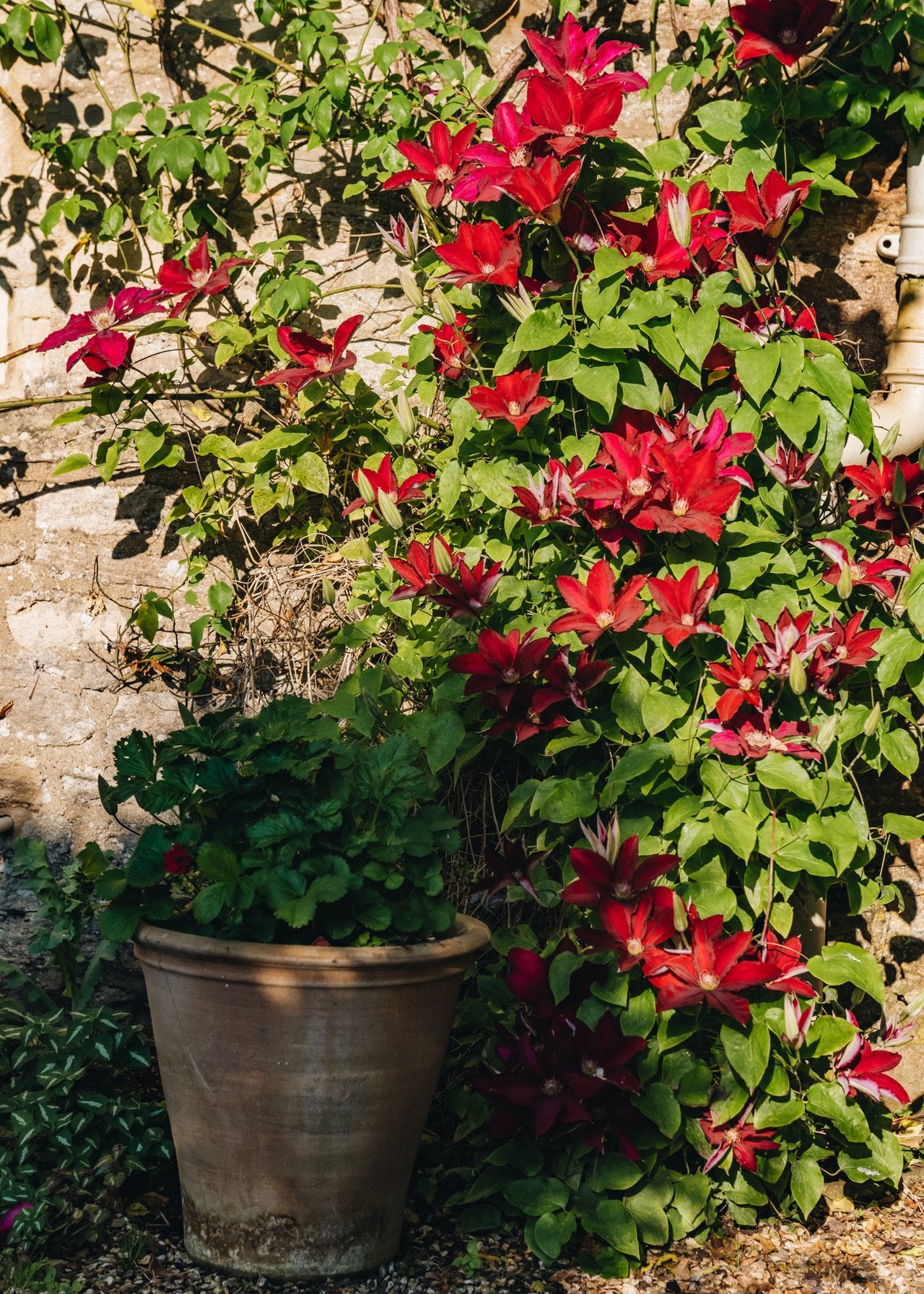 How to: Plant Clematis  Burford Garden Co.