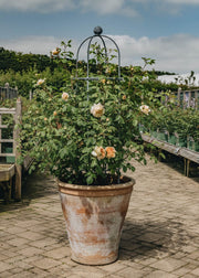 Planting a Rose Obelisk Feature Pot