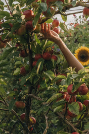 Apple Day: An appealing bounty