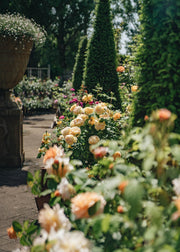 How to:  Select a Rose by Scent