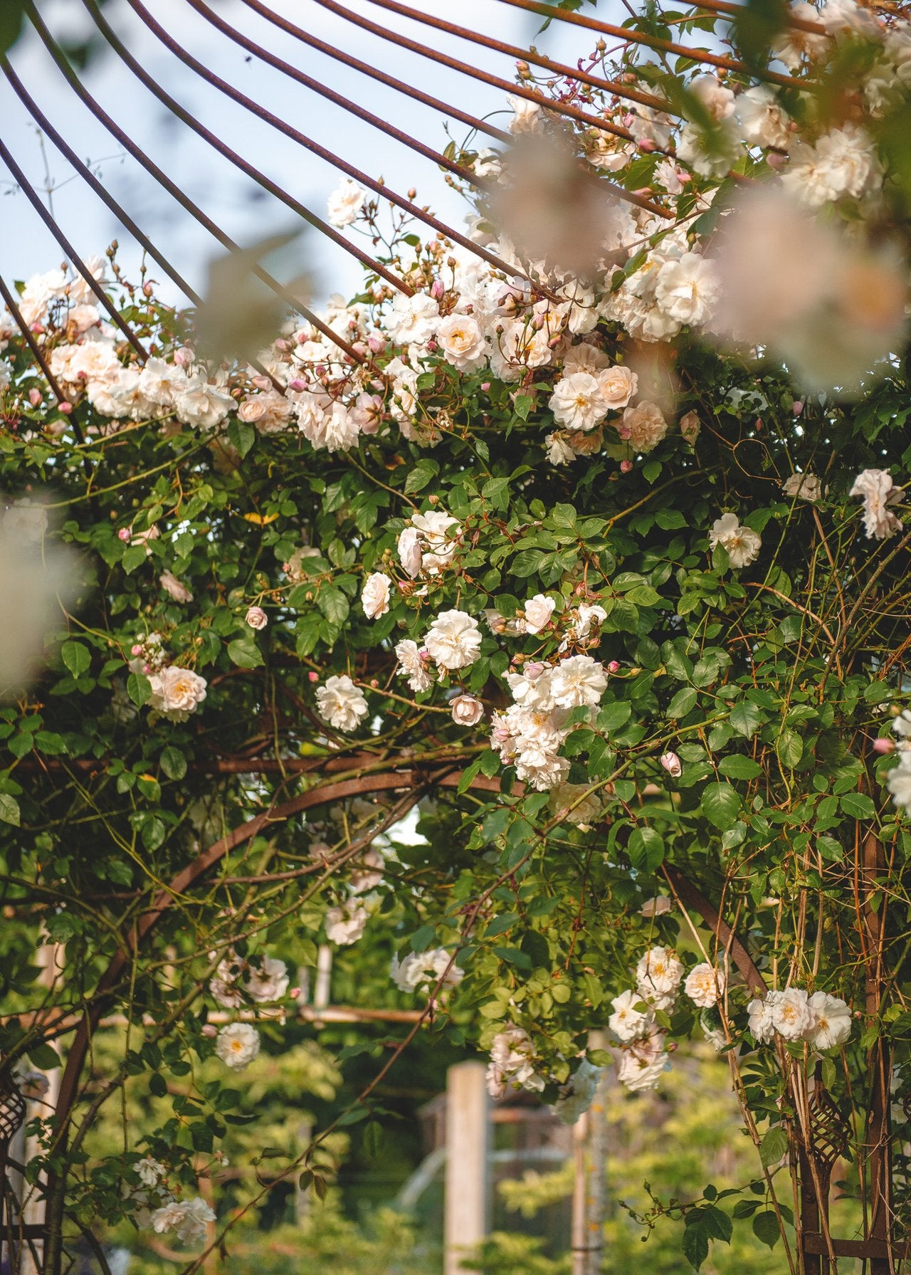 How To: Prune Rambling Roses
