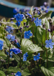 Cottage Garden Plants