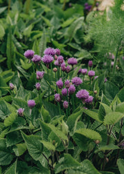 Kitchen Garden