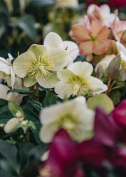 Treasure Tree All Plants