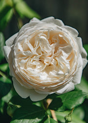 David Austin Roses