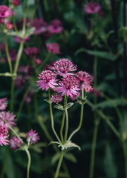 Astrantia Astrantia major Roma, 2/3L