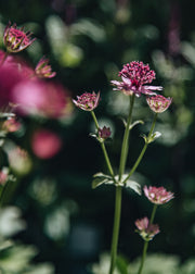 Astrantia Astrantia major Roma, 2/3L