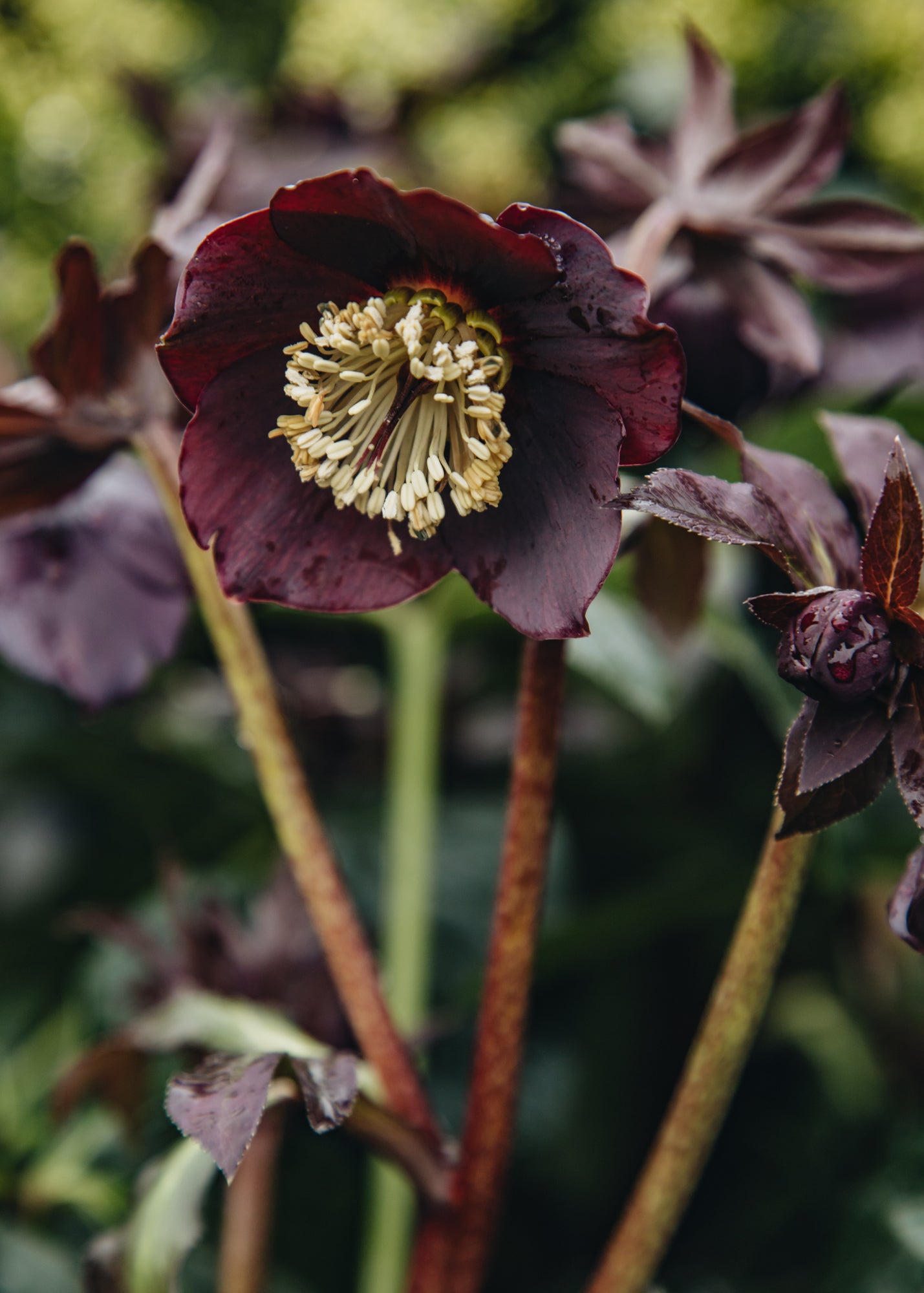 Helleborus orientalis 'Lucy', 1.5L – Burford Garden Co.