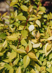 Abelia Abelia Gold Jewel 3L
