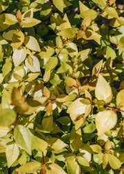 Abelia Abelia Gold Jewel 3L