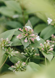 Abelia Abelia mosanensis Monia, 3L