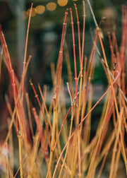 Acer Acer Palmatum Bi Hoo, 3L