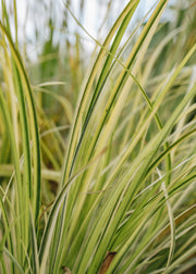 Acorus Acorus gramineus Golden Delight