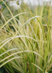 Acorus Acorus gramineus Golden Delight