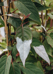 Actinidia Actinidia kolomikta