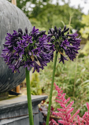 Agapanthus Agapanthus Black Jack, 2/3L