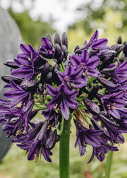 Agapanthus Agapanthus Black Jack, 2/3L