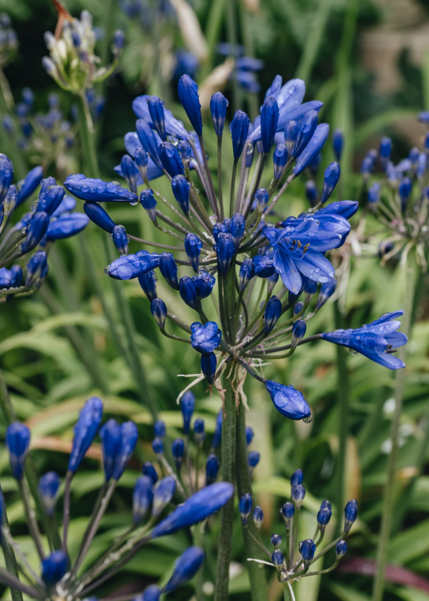 Agapanthus Brilliant Blue, 2/3L – Burford Garden Co.