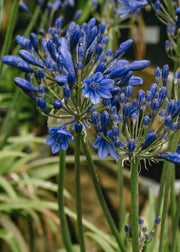 Agapanthus Agapanthus Brilliant Blue, 2/3L