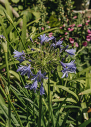 Agapanthus Agapanthus Lapis Lazuli, 2/3L