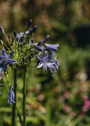 Agapanthus Agapanthus Lapis Lazuli, 2/3L