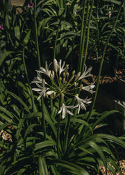 Agapanthus Agapanthus Amourette Superb White, 2/3L