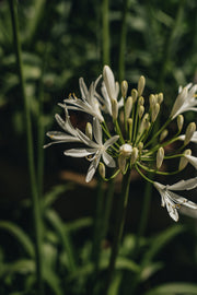 Agapanthus Agapanthus Amourette Superb White, 2/3L