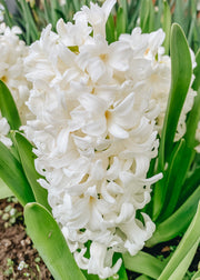 Taylors Bulbs Indoor Hyacinth Aiolos Bulbs, pack of five