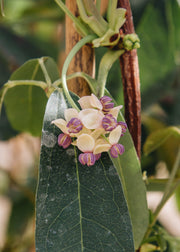 Akebia Akebia Quinata Cream Form , 3L