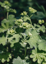 Alchemilla Alchemilla Mollis