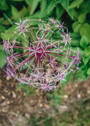 Allium Allium Christophii AGM, 2/3L
