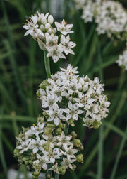 Allium Allium Cliffs of Dover, 2/3L