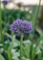 Allium Allium Globemaster, 2/3L