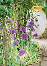 Taylors Bulbs Allium Purple Sensation Bulbs