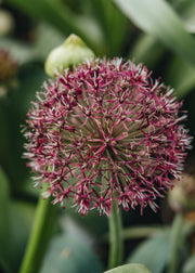 Allium Allium Red Giant, 2/3L