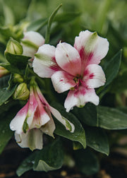Alstroemeria Alstroemeria Inticancha® Maya, 2L