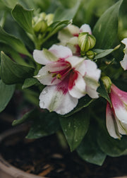 Alstroemeria Alstroemeria Inticancha® Maya, 2L