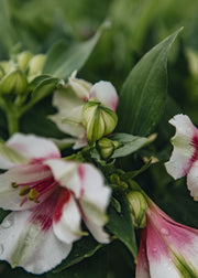 Alstroemeria Alstroemeria Inticancha® Maya, 2L