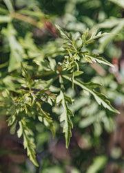 Ampelopsis Ampelopsis aconitifolia Chinese Lace, 3L