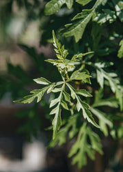 Ampelopsis Ampelopsis aconitifolia Chinese Lace, 3L