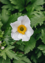 Anemone Anemone Elfin Swan