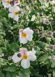 Anemone Anemone Fantasy Elsa, 2/3L
