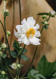 Anemone Anemone Snow Angel, 2/3L