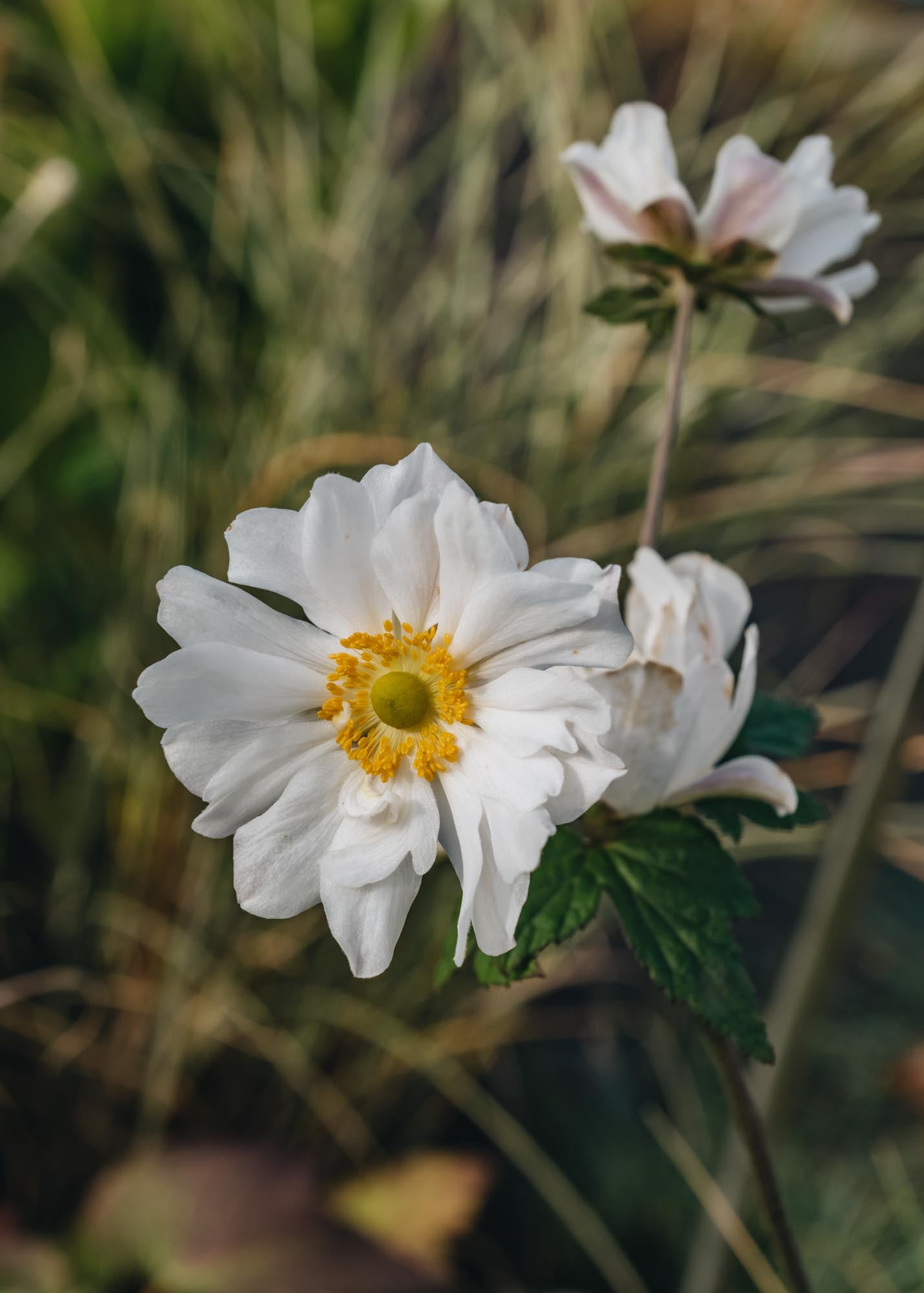 Anemone 'Whirlwind', 1L – Burford Garden Co
