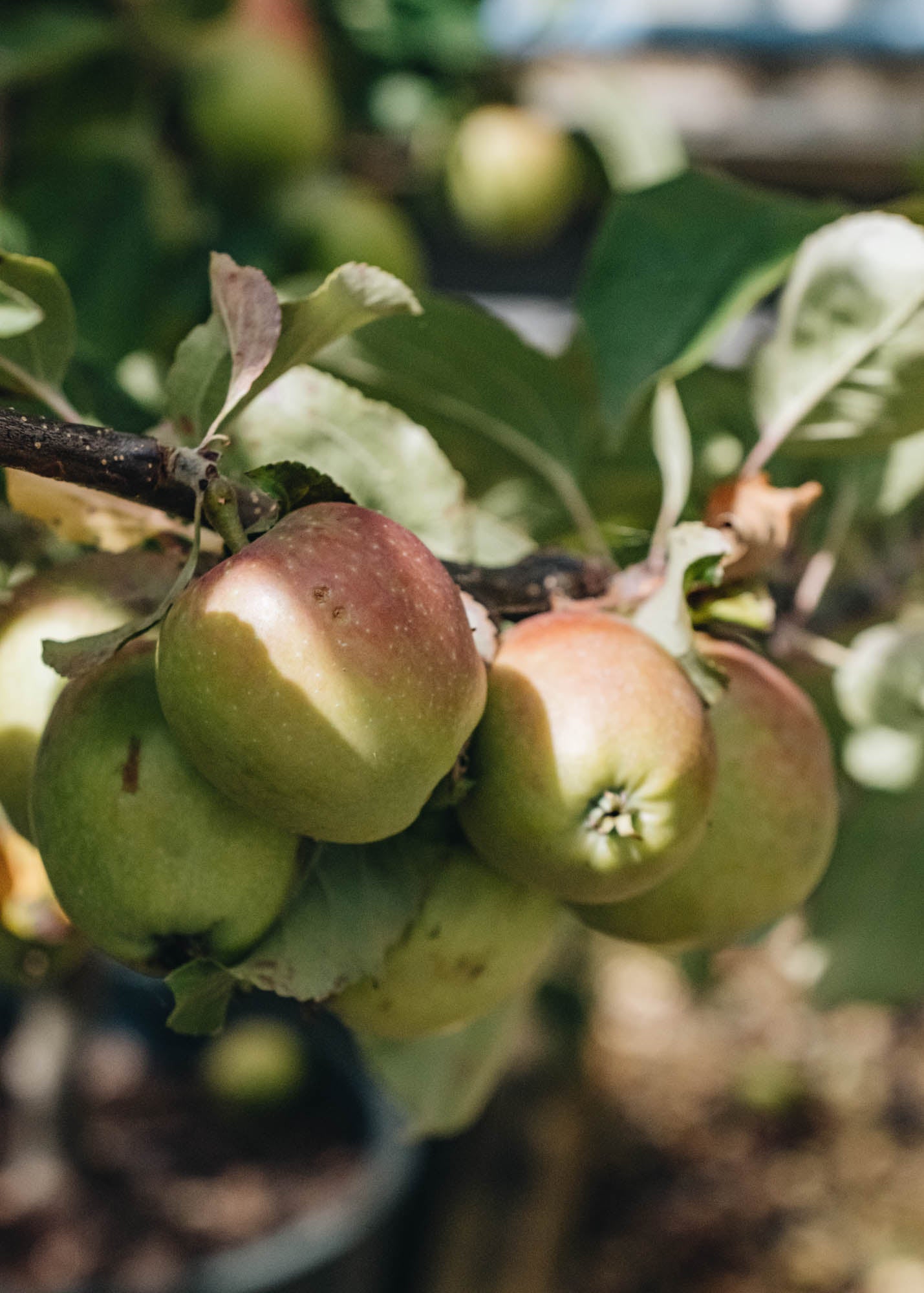 Malus domestica Hidden Rose MM106 (Apple) 12L Burford Garden Co.