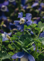 Aquilegia Dwarf Aquilegia flabellata var. pumila Atlantis
