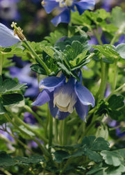 Aquilegia Dwarf Aquilegia flabellata var. pumila Atlantis