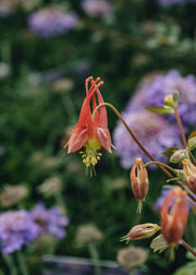 Aquilegia Aquilegia caerulea Rhubarb and Custard