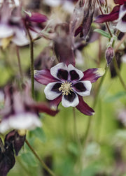 Aquilegia Aquilegia William Guiness